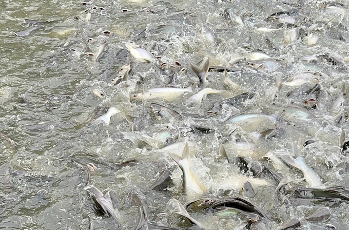 Pangasius pond ready for harvest. Photo: Son Trang.