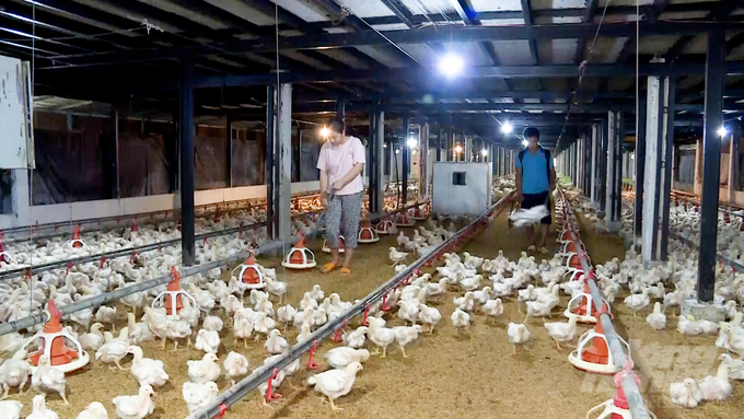 Dong Nai Province has proactively set its course for developing livestock production with a focus on modern industrial practices. Photo: Minh Sang.