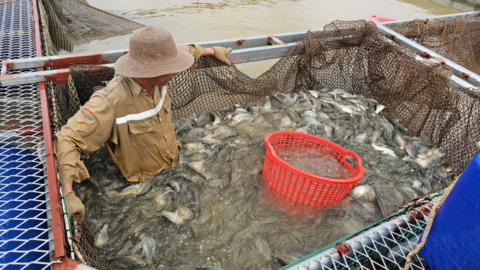 Trong lúc chờ vụ cá mới, người dân gom cá gối (cá nhỏ, không bị ảnh hưởng do bão), san đều ra các lồng để cầm cự. Ảnh: Bảo Thắng.