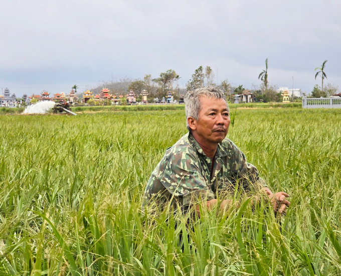 Ông Nguyễn Duy Bi thẫn thờ ngồi giữa cánh đồng lúa nhiều khả năng bị mất trắng của gia đình sau bão số 3. Ảnh: Đinh Mười.