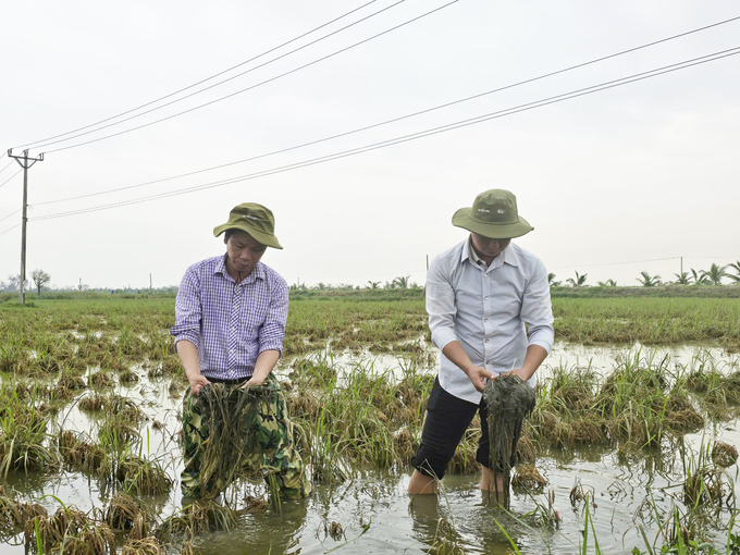 Cánh đồng lúa bị thiệt hại hoàn toàn của anh Vũ Đức Hiệp (trú xã Hùng Thắng, huyện Tiên Lãng). Ảnh: Đinh Mười.