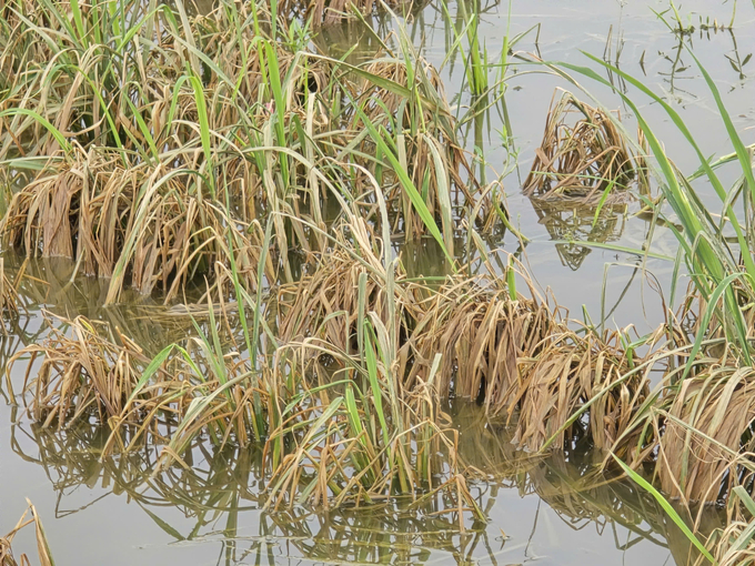 Nhiều cánh đồng lúa ở Hải Phòng ngập lâu ngày đã bị thối rữa, thiệt hại hoàn toàn. Ảnh: Đinh Mười.