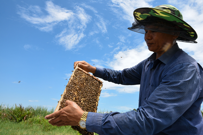 Anh Đặng Thanh Tùng - Giám đốc HTX Sản xuất Mật ong Tùng Hằng kiểm tra đàn ong. Ảnh: Dương Đình Tường.