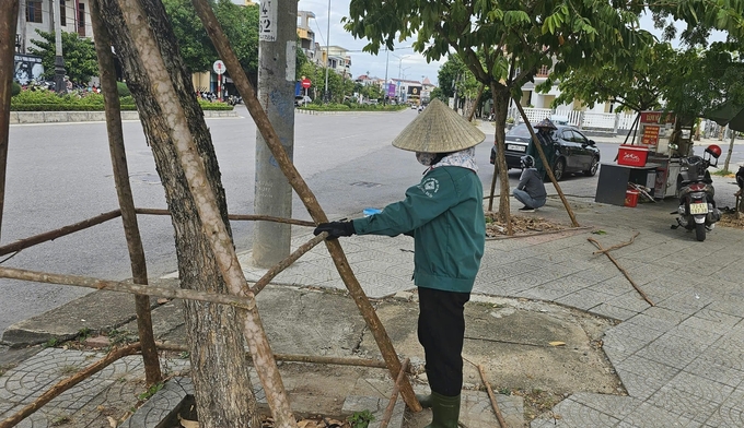 Những hàng cây xanh mới trồng được néo 4 chân để chống gió bão làm gãy đổ. Ảnh: T. Phùng.