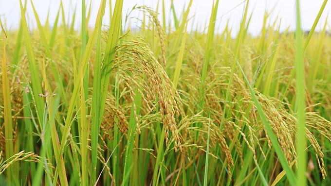 Latest updates on rice prices on 09/19/2024