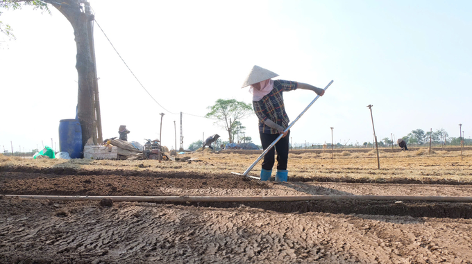 Sau khi nước lũ rút, bà con bắt tay ngay vào canh tác đất để chuẩn bị cho vụ mùa mới. Ảnh: Hoài Thơ.