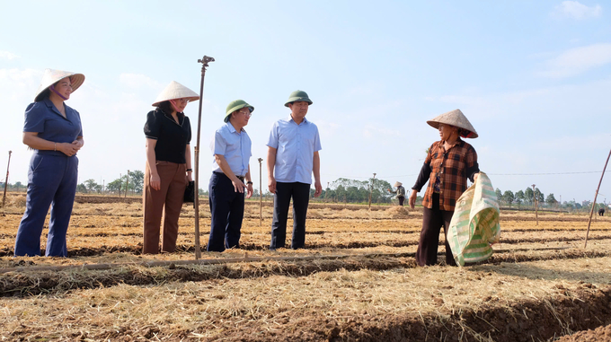 Hiện, nhiều vùng sản xuất rau đã bắt đầu xuống giống, đảm bảo nguồn cung rau xanh cho Thủ đô trong thời gian tới. Ảnh: Hoài Thơ.