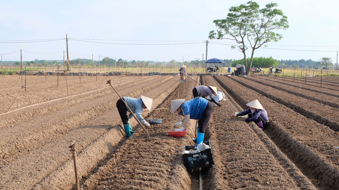 Bà con đang tích cực gieo trồng hoa lay ơn. Ảnh: Hoài Thơ.