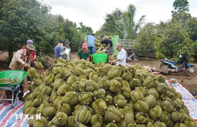 Thu mua sầu riêng tại nhà vườn ở thị xã Buôn Hồ, tỉnh Đắk Lắk. (Ảnh: Hoài Thu/TTXVN)