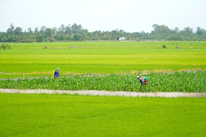 Farmers are gradually converting less productive rice fields to other uses. Photo: Kim Anh.