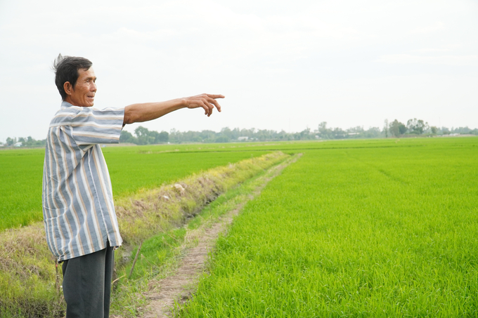 While cultivating rice three times/year provides higher economic returns than before, it also increases pest pressure and higher production costs. Photo: Kim Anh.