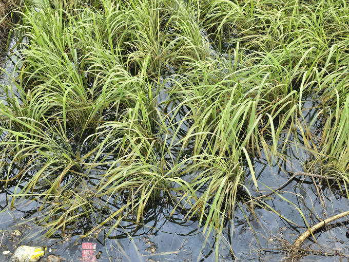 Golden sticky rice flowers soaked up black water. Photo: Dinh Muoi.