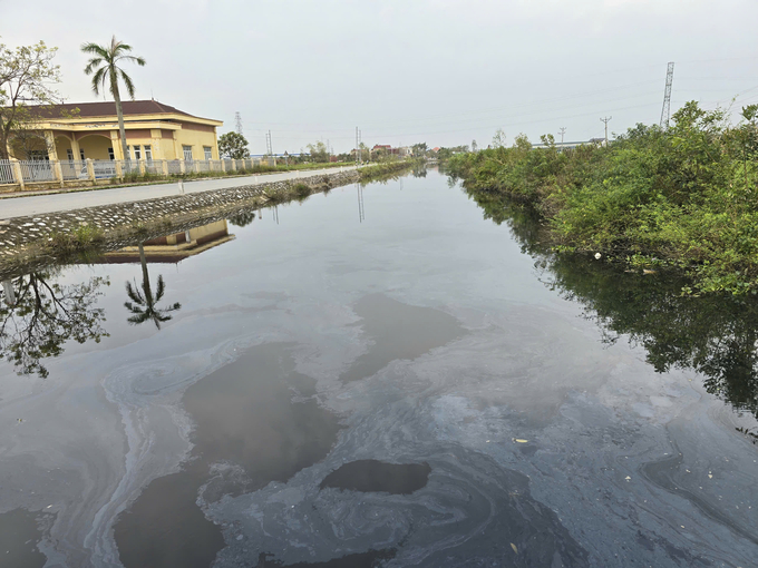 The once clear canal in Dai Thang commune, Tien Lang district has changed color and has a foul smell. Photo: Dinh Muoi.