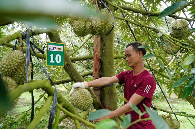 Nông dân cần được đào tạo và cập nhật về các yêu cầu của thị trường quốc tế đối với sản phẩm sầu riêng. Ảnh: Vusavi.