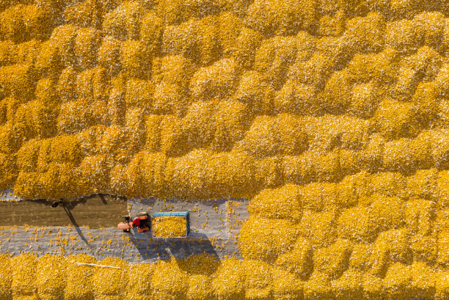 Corn dries at a local agricultural cooperative in Dongsheng Village, Wuliming Town, Zhaodong City, Heilongjiang province, on October 19, 2023. Photo: Xinhua.