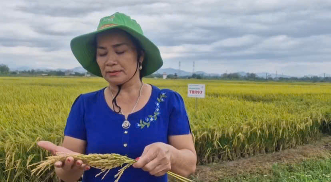 Chị Phan Thị Kim Lan, trú tại khu Đại Đình, xã Phùng Nguyên, Lâm Thao chia sẻ về giống lúa TBR97. Ảnh: Thanh Ngân.