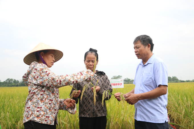 Bà Đỗ Thị Thi (ngoài cùng bên trái) chia sẻ về tình hình giống lúa TBR97 sau khi mưa bão. Ảnh: Hoài Thơ. 