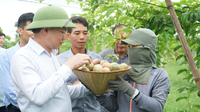 Mô hình trồng chanh leo của HTX Trường Giang bước đầu cho hiệu quả tích cực. Ảnh: Nguyễn Thành.