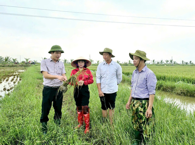 Ông Bùi Thanh Tùng - Phó Giám đốc Sở NN-PTNT Hải Phòng (bìa trái) kiểm tra tình hình lúa bị thiệt hại. Ảnh: Đinh Mười.