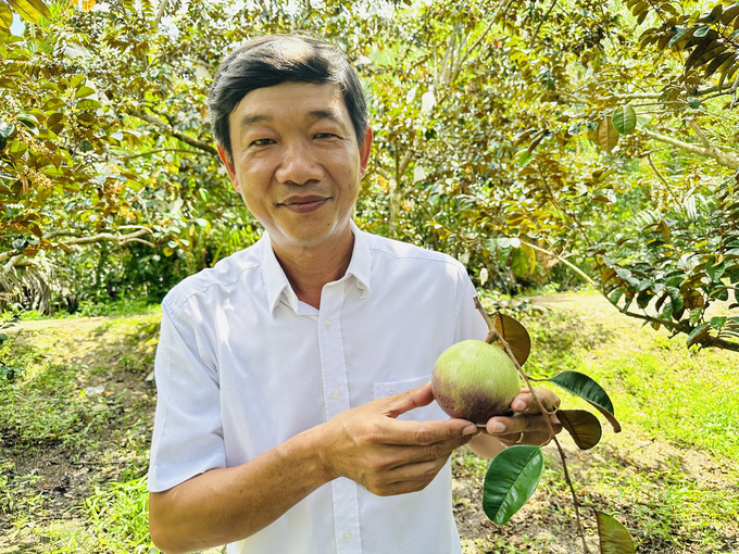 Ông Trần Anh Nhân, ấp Mỹ Thuận, xã Nhơn Mỹ, huyện Kế Sách, tỉnh Sóc Trăng được xem là 'cha đẻ' của giống vú sữa tím Tứ Quý. Ảnh: Kim Anh.