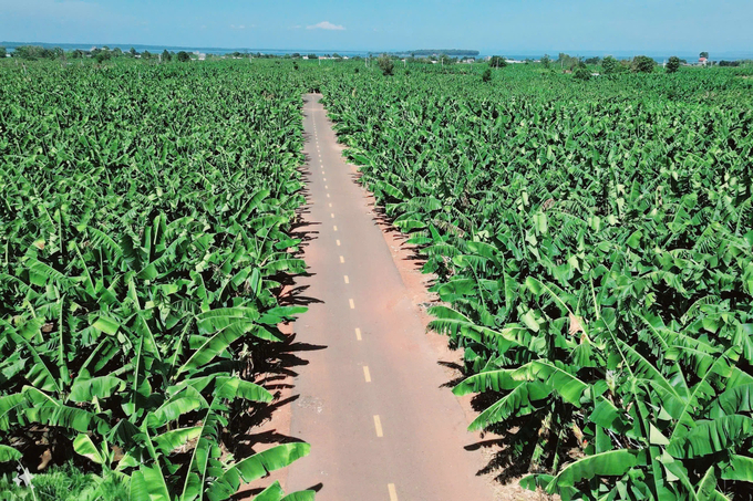 Dong Nai Province has established specialized production areas for crops and livestock, providing significant advantages for attracting investors to the local agricultural sector. Photo: Minh Sang.