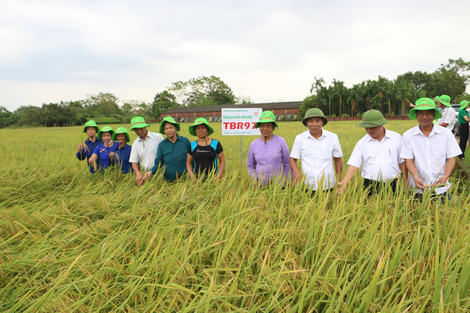 Các đại biểu tham quan mô hình quản lý cây trồng tổng hợp IPM/IPHM trên cây lúa tại xã Phùng Nguyên, huyện Lâm Thao, tỉnh Phú Thọ. Ảnh: Thanh Ngân.