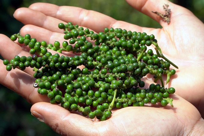 Pepper is a specialty product of the sun-soaked, windy region of Quang Tri Province. Photo: Vo Dung.