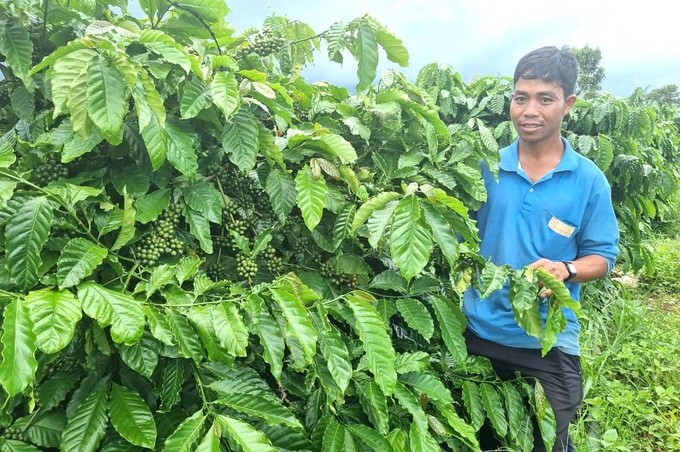 The replanted coffee garden of Mr. Xuan's family enters the main harvest crop. Photo: Tuan Anh.