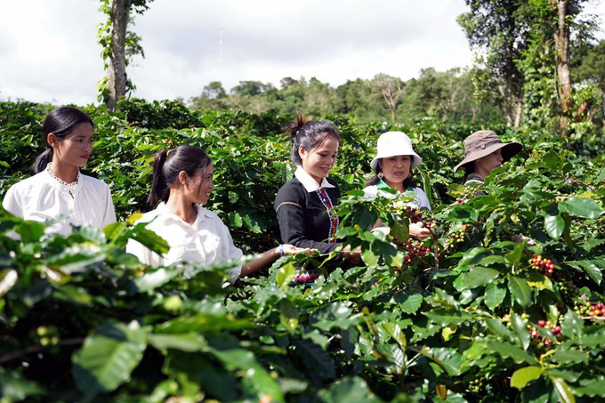 Quang Tri holds significant export potential with over 3,700 hectares of coffee production area. Photo: Vo Dung.