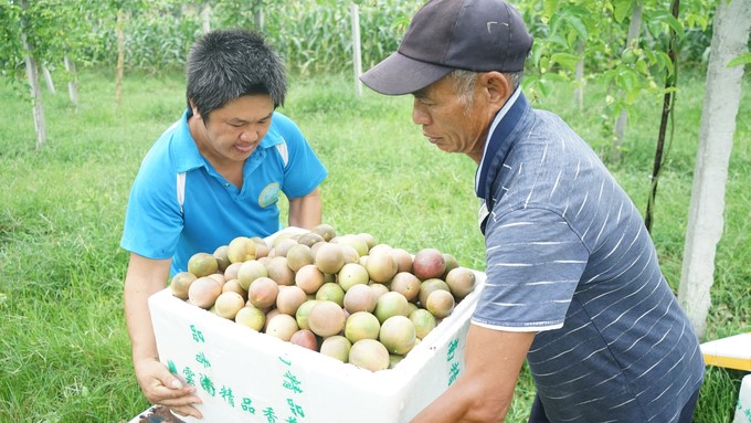 In 2024, Truong Giang Cooperative sets a goal of expanding the passion fruit growing area to 10 hectares. Photo: Nguyen Thanh.