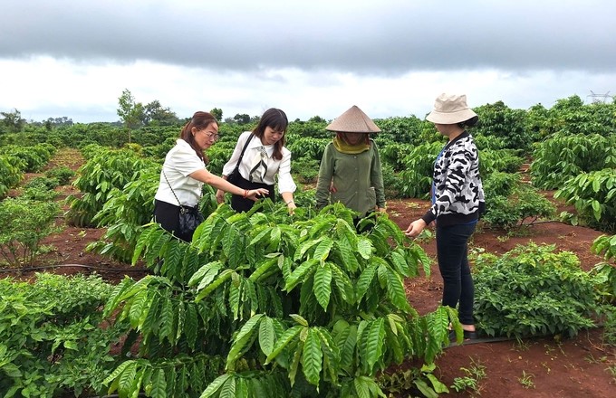 The replanted coffee garden of Ms. Huong's family. Photo: Tuan Anh.