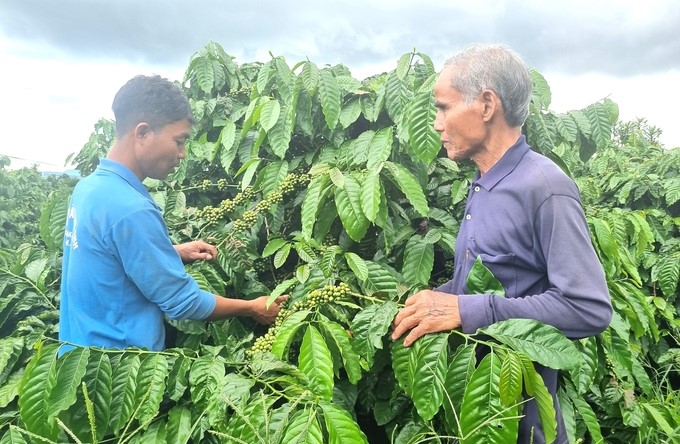 Replanted coffee gardens using new varieties give high productivity and quality. Photo: Tuan Anh.