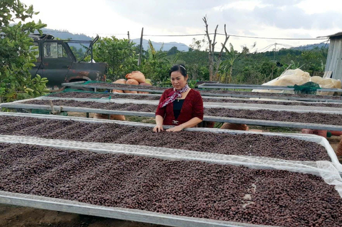 Quang Tri Province must address challenges to promote its export of coffee. Photo: Vo Dung.