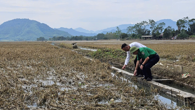 Phú Thọ đang khẩn trương triển khai các giải pháp chuyển đổi diện tích lúa thiệt hại sang làm vụ đông. Ảnh: Hoàng Anh.