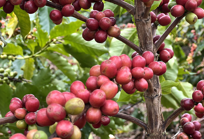 Arabica coffee in Son La province. Photo: Son Trang.