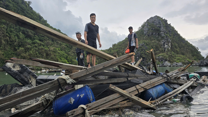 Super typhoon Yagi caused heavy damage to the marine farming industry in Quang Ninh. Photo: Cuong Vu.