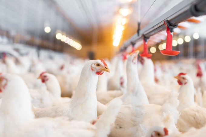 When birds are consuming less feed, it is imperative that minerals, that are vital for uniformity, skeletal structure and eggshell formation, are readily available. Photo: Alltech.