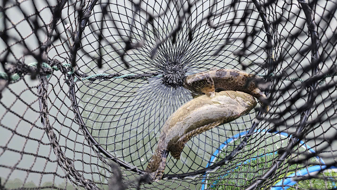 Each grouper caught is a ray of hope for Mr. Thuong's family. Photo: Van Viet.