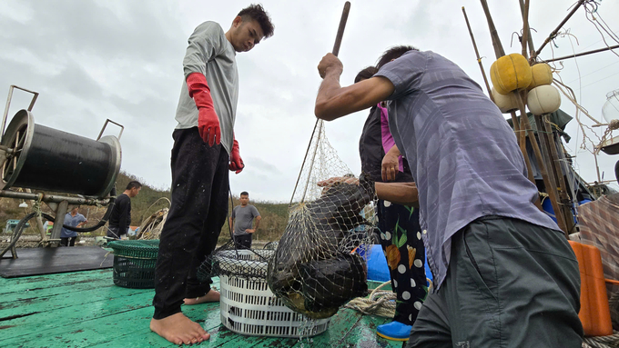 Fishermen retrieve grouper fish that were released into the sea after super typhoon Yagi. Photo: Cuong Vu.