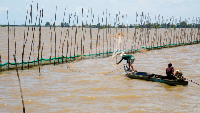 Restoring the natural ecosystem is one of the solutions that helps make rice production more sustainable. Photo: Kim Anh.