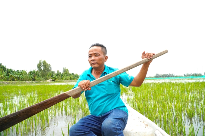 The rice-fish-duck model is thriving and bringing high economic efficiency at the Quyet Tien Ecological Agricultural Cooperative in Long An A Hamlet, Phu Thanh A Commune, Tam Nong District, Dong Thap Province. Photo: Kim Anh.