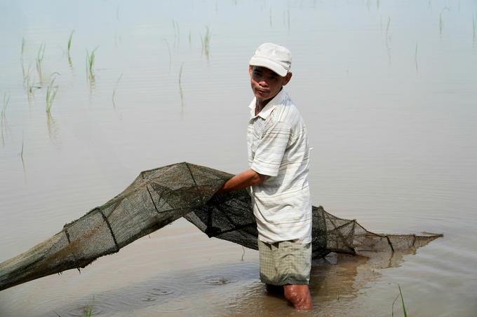 While also implementing the wild fish storage model, some farmers in An Binh B Ward, Hong Ngu City, are hesitant due to a lack of support from local authorities. Photo: Kim Anh.