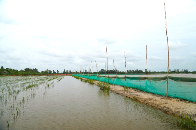 Storing wild fish during the flood season requires low investment costs but offers high economic returns. Photo: Kim Anh.