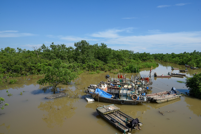 A corner of the Dai Hop mangrove forest. Photo: Duong Dinh Tuong.