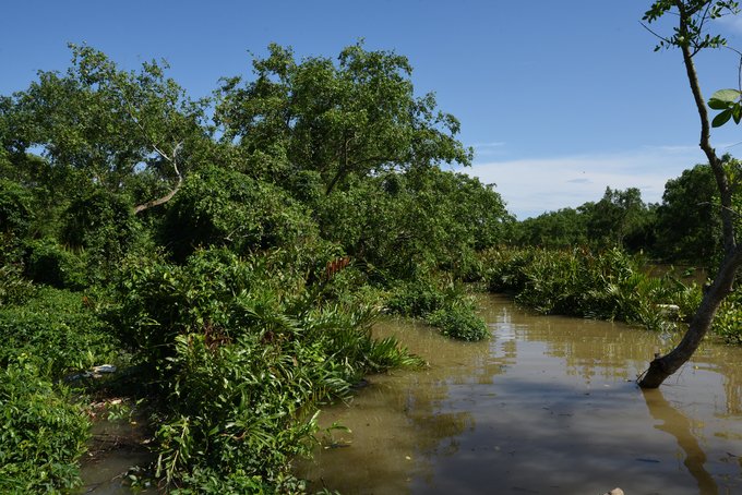 A corner of the Dai Hop mangrove forest. Photo: Duong Dinh Tuong.