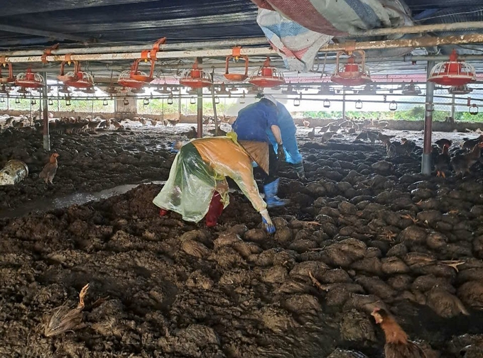 Local people and veterinary staff help Duong Van Sang clean up animal carcasses at his chicken farm. Photo: Quang Linh.