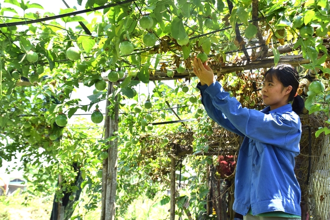 Kỹ sư nông nghiệp Hà Thị Thanh Thảo đang làm việc tại trang trại rau hữu cơ của anh Trịnh Hưng Công. Ảnh: V.Đ.T.