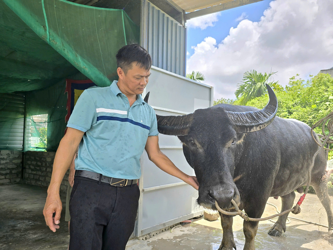 Anh Nguyễn Văn Xô (47 tuổi), có trâu số 02 đại diện phường Bàng La tham dự lễ hội năm 2024. Ảnh: Đinh Mười.