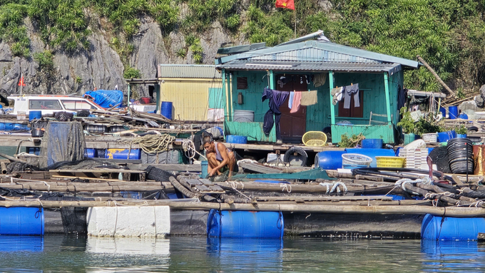 Người dân nuôi biển tại đảo Ông Cụ (TP Cẩm Phả) gia cố lại lồng bè sau cơn bão. Ảnh: Võ Việt.