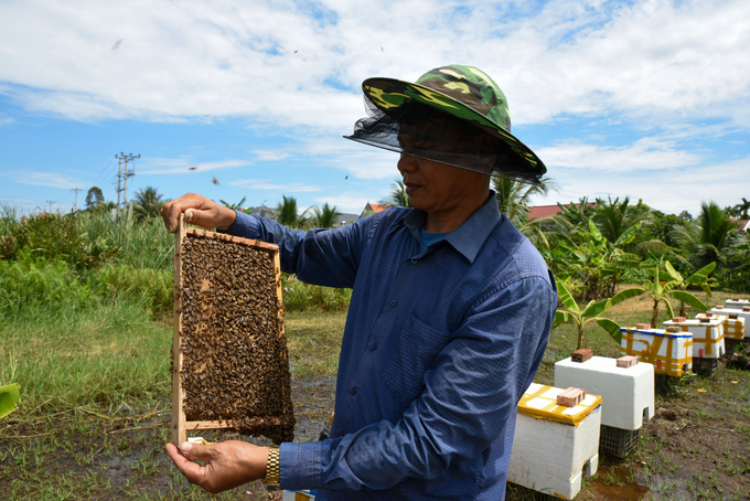 Mr. Dang Thanh Tung is checking the bee colonies. Photo: Duong Dinh Tuong.